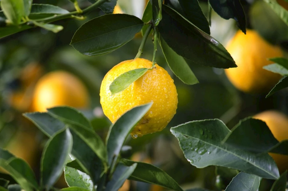 Limon Suyunun Faydaları Nelerdir? Sabahları Aç Karna Limon Suyu İçmenin Faydaları