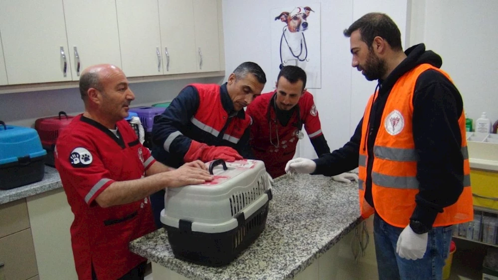Deprem bölgesinden 25 kedi Bitlis