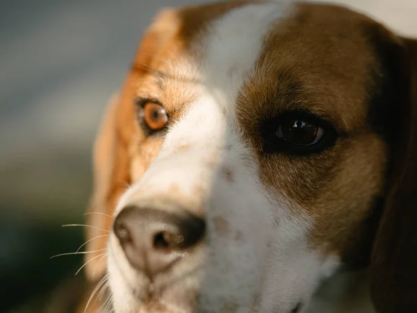 Rüyada av köpeği görmek ne anlama gelir, neye işarettir? Rüyada av köpeği görmenin anlamı nedir?