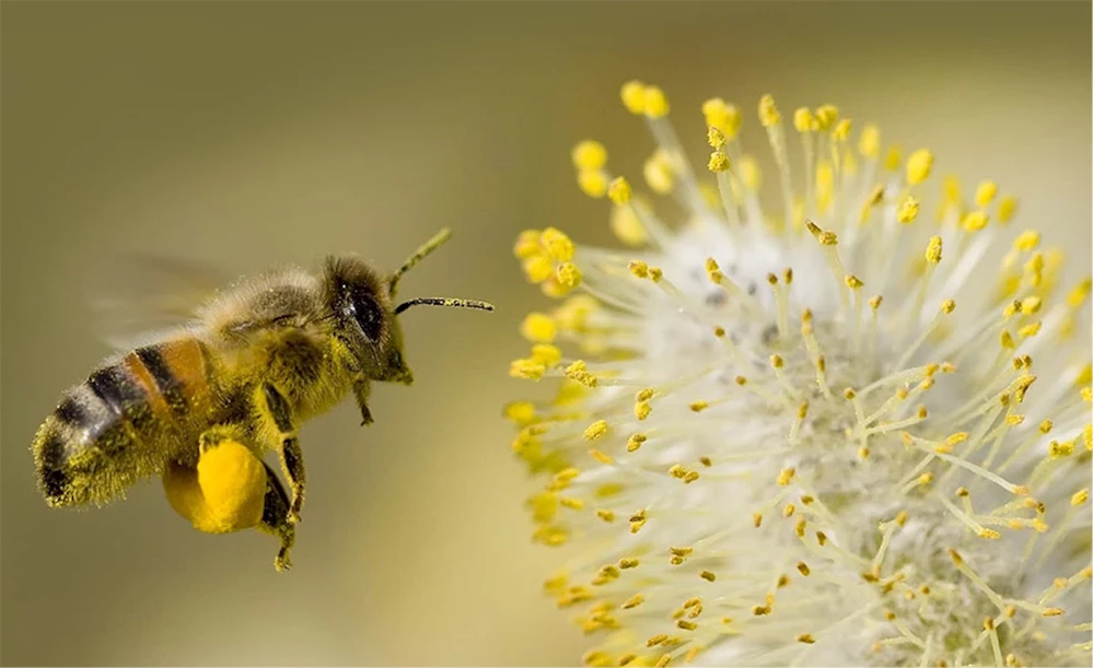 Rüyada çiçek tozu görmek ne anlama gelir, neye işarettir? Rüyada çiçek tozu görmenin anlamı nedir?