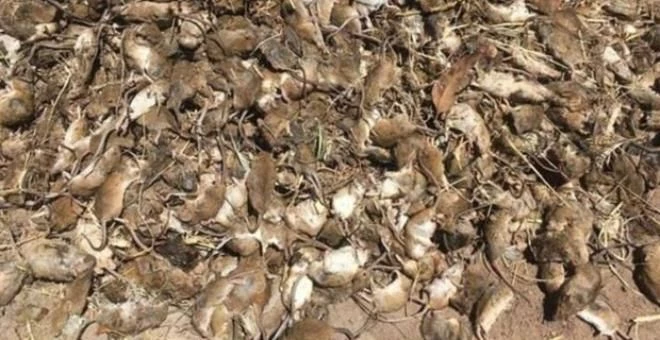 Rüyada fare sürüsü görmek ne anlama gelir, neye işarettir? Rüyada fare sürüsü görmenin anlamı nedir?
