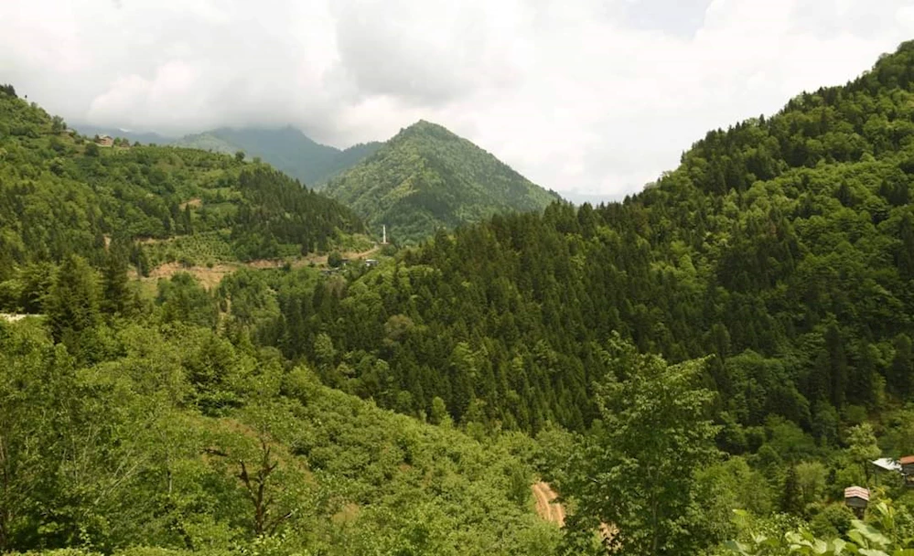Artvin’de Terapi Orman Parkı Kuruluyor 
