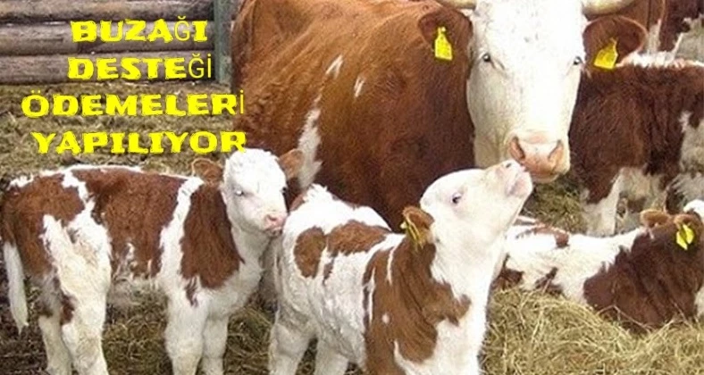 Buzağı Destekleme Ödemeleri Yetiştirici Hesaplarına Aktarılıyor..