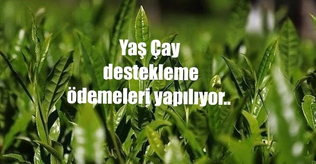 Bu haberimiz yaş çay üreticilerini sevindirecek 