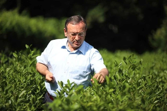 Alim: Soğuk Hava Çayı Etkiler