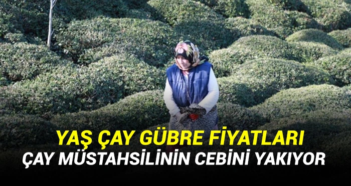 2023 Çay gübre fiyatları cep yakıyor