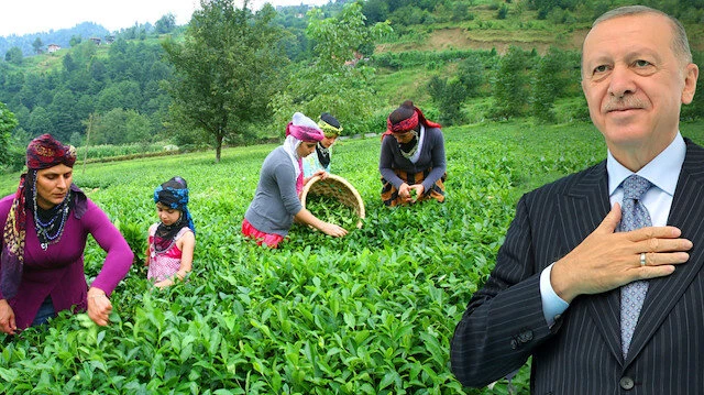 YAŞ ÇAY FİYATI BELLİ OLUYOR!