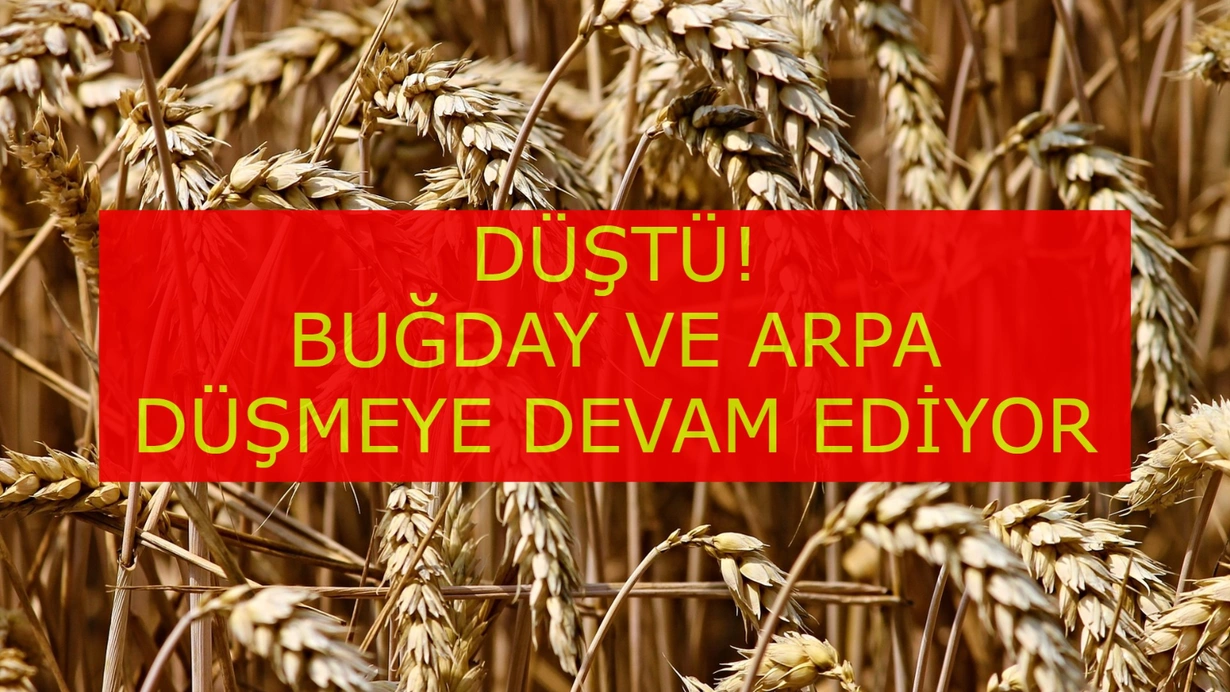  Buğday ve arpa fiyatları durmadan düşüyor! Nereye kadar böyle gidecek?