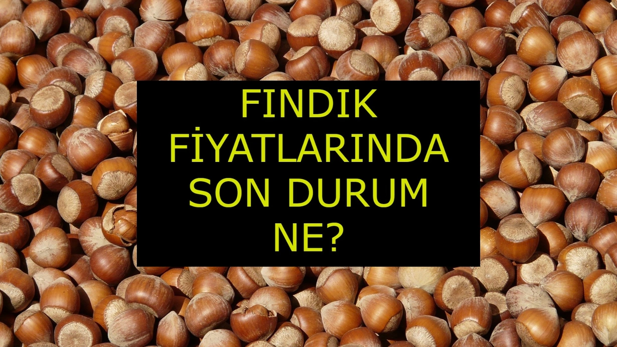 Fındık alım fiyatlarında son durum ne? Güncel TMO Fındık Fiyatları!