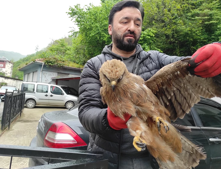 Giresun