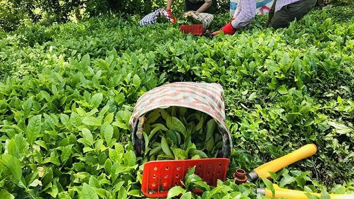 ÇAYKUR