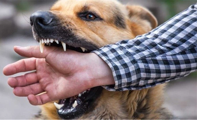  Köpek Tarafından Isırıldım, Kuduz Aşısı Yaptırmama Gerek Var Mı?