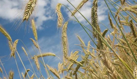 Buğday ve arpa fiyatları yükselişte!