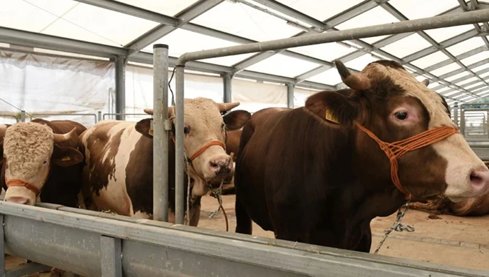 Kurbanlık büyükbaş fiyatları 2023 canlı kilo hisse fiyatları kaç para oldu?