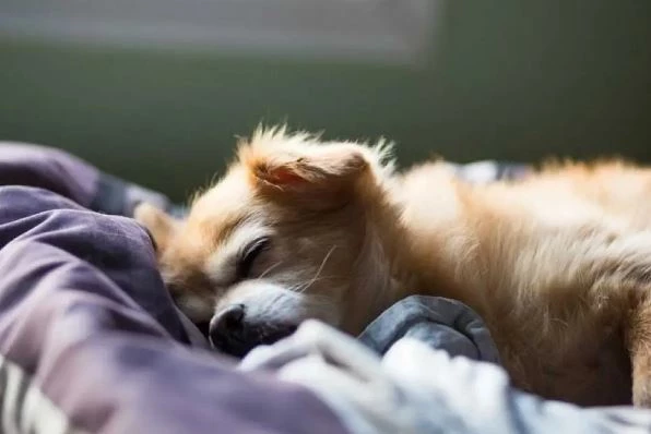 Rüyada eve köpek girmesi ne demek? Rüyada eve yavru köpek girmesi ne anlama geliyor?