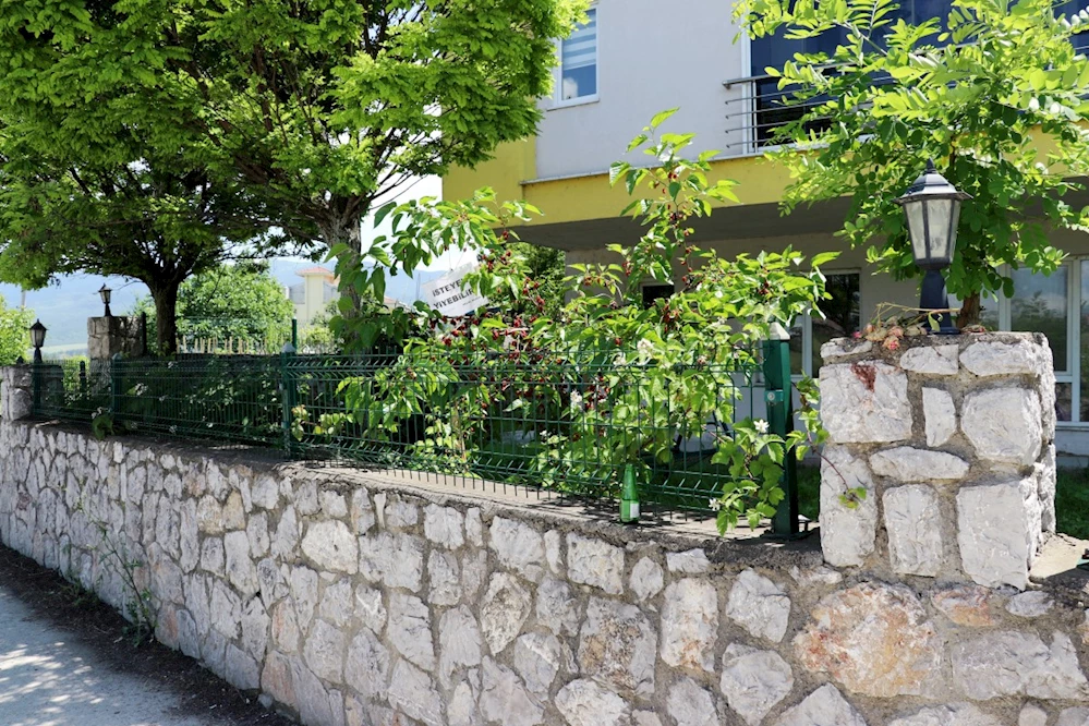 Bahçesindeki dut ağacına 