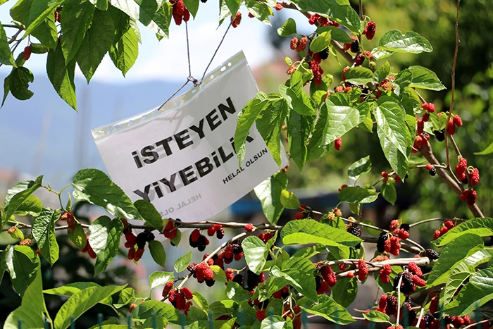 Bahçesindeki dut ağacına 