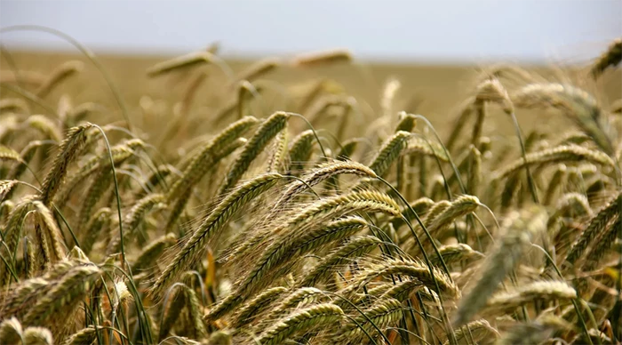 Buğday ve arpa alım fiyatları artacak mı?