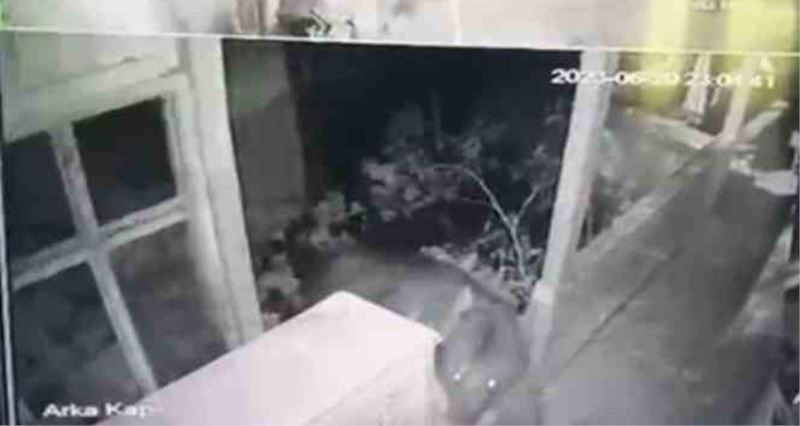 Artvin’in Şavşat ilçesinde aç kayan ayı köy evine girmeye çalıştı